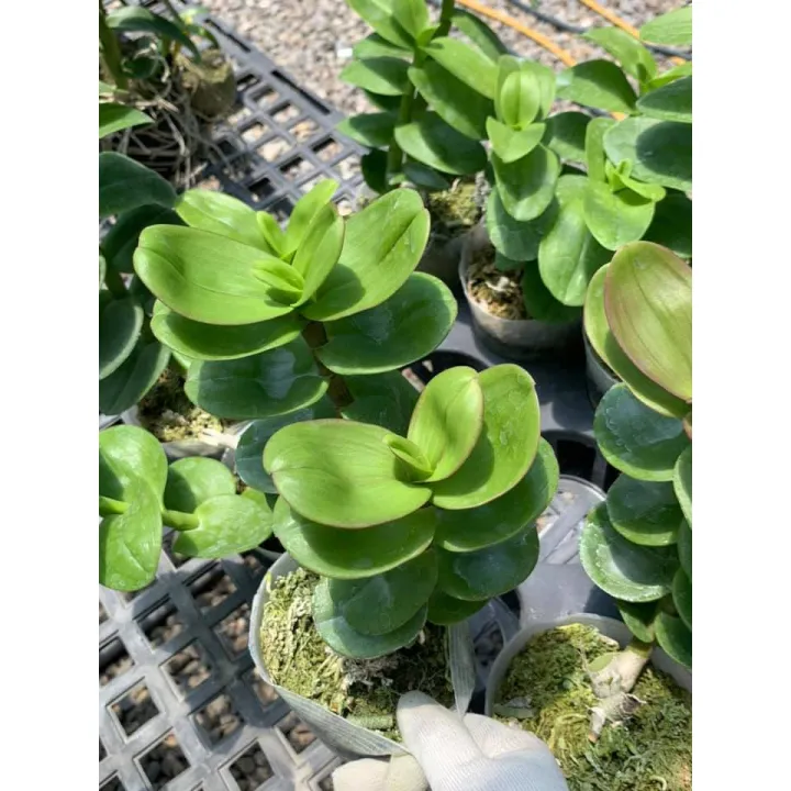 kie%20phi%20%C4%91i%E1%BB%87p%20r%E1%BB%ABng%20l%C3%A1%20m%C3%ADt%20h%C3%B2a%20b%C3%ACnh%20-%20Image%208