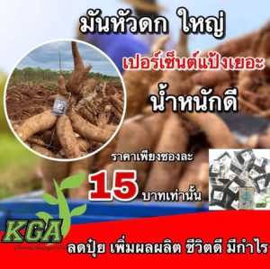 ผงดำ KGA นวัตกรรมใหม่เพื่อการเกษตร เพิ่มผลผลิต ลดต้นทุน ลดปุ๋ย ลดเคมี