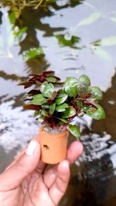 Tanaman Lobelia Carrdinalis Per Pot Murah