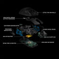 Logitech G Pro Wireless Gaming Mouse. 