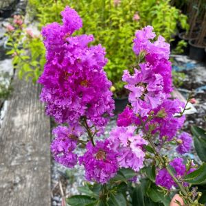 ม่วงส่าหรี ชมพูส่าหรี ไม้พุ่มสูง ดอกดก ให้ดอกงามตลอดทั้งปี Lagerstroemia Purple Velvet