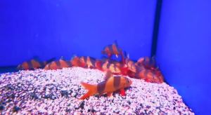 2.5 +/- Clown Loach 三间鼠鱼 - (1pcs & 2pcs per Pack)