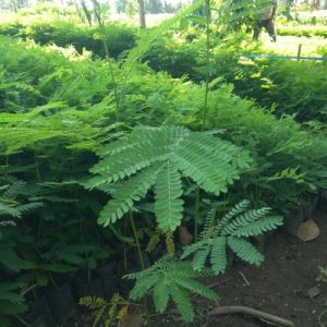 Paket 10 Bibit Pohon Kayu Sengon Solomon Tinggi Rimbun