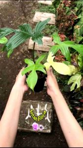 Tanaman Hias Hidup Florida Ghost Mint Original Stok Rebutan