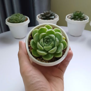 Sen đá bánh bao xanh