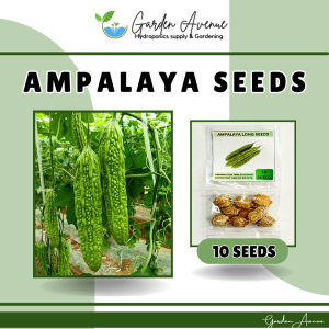 AMPALAYA SEEDS (10pcs seeds) LONG/HYBRID/EASY TO GROW