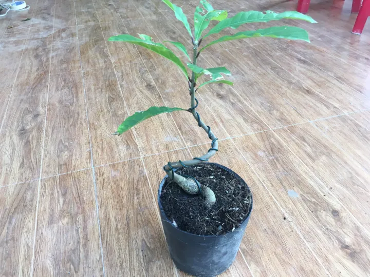 C%C3%A2y%20l%E1%BB%99c%20v%E1%BB%ABng%20bonsai%20mini%20-%20Image%203