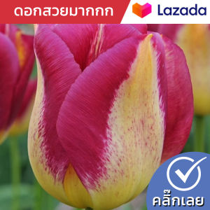 หัวทิวลิป Boston ดอกสีแดงเหลือง Wanthai ขายหัวลิลลี่ ว่านสี่ทิศ ทิวลิป ต้นไม้ฟอกอากาศ เมล็ดดอกไม้