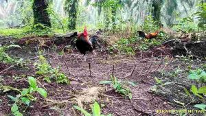 PIKAT AYAM HUTAN  ISI 25 TIANG