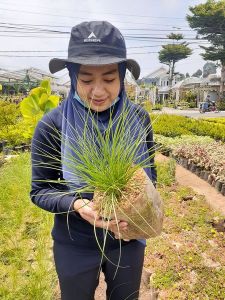 COD Paket 2 Pohon Tanaman Hias Unik & Murah Alang Alang Ekor Kuda Berbunga Indah