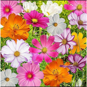 Hạt giống hoa sao nháihoa chuồn chuồn mix màu-50 gr-gieo trồng quanh năm