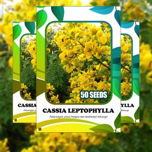 Biji Cassia Leptophylla Golden Medallion Tree untuk Hama Kumbang hama oryctes
