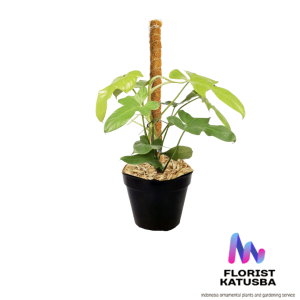 tanaman hias daun philodendron violin philodendron bipennifolium.