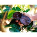 CÂY GIỐNG HỒNG ĐEN SOCOLA( Black Sapote) NHIỆT ĐỚI SIÊU NGON, CAM KẾT CHUẨN GIỐNG F1. 