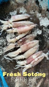 FRESH LOCAL WILD CAUGHT BIG SOTONG (Seafood) 海抓大苏东 500G+-  (FREE DELIVERY for purchase RM120+)