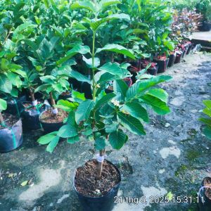 Cây giống Ổi Nữ Hoàng size khoarng 60cm  cây chuẩn giống  cây khỏe dễ trồng trồng nhà phố sân thượng