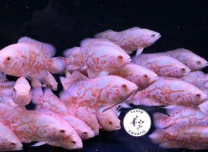 White Oscar Fish/ Livefish/ Freshwater/ 白花猪鱼