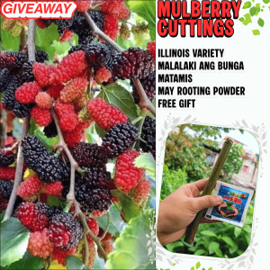 2+1 Mulberry Cuttings – Fast-Growing & Fruit-Rich Illinois Variety