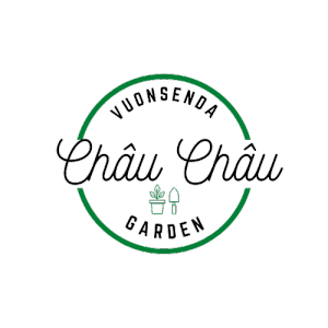 (SIÊU RẺ) CÂY HƯƠNG THẢO 1-2 THÂN CAO KHOẺ SIZE TRUNG BÁM RỄ CHẮC