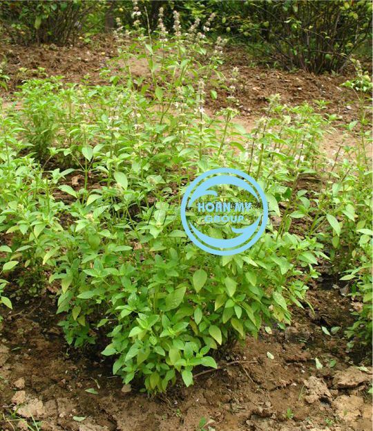 H%E1%BA%A0T%20GI%E1%BB%90NG%20C%C3%82Y%20L%C3%81%20%C3%89%20TR%E1%BA%AENG%20%20D%C3%99NG%20N%E1%BA%A4U%20L%E1%BA%A8U%20G%C3%80%20L%C3%81%20%C3%89%20%C4%90%C3%80%20L%E1%BA%A0T%20PH%C3%9A%20%20Y%C3%8AN%20%20-%20MU%E1%BB%90I%20%C3%89%20T%C3%82Y%20NGUY%C3%8AN%20-%20Image%201