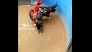 DOPING AYAM LAGA KAPSUL ATP LINGSIR WENGI BIASA DIPAKAI KELAS UNDANGAN