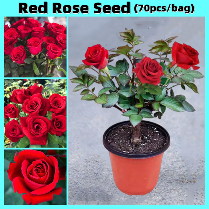 rose seeds planting Climbing Rose Seeds  Seeds Connect
