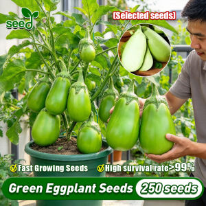 [Selected Seeds 250pcs] 100% Legit Green Big Eggplant Seeds (Fast Harvest) F1 Eggplant Seeds Hybrid Round Green Eggplant Seed Seedlings Vegetable Garden Seeds Bonsai Potted Eggplant Live Plant Seeds Vegetables Seeds for Gardening Vegetable Seeds for Sale