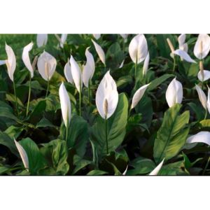 Peace Lily / 白鹤芋 / Lili Damai / पीस लिली – Air Purifying Elegant Blooms Low Maintenance Indoor Friendly Health Boost