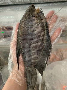 KHÔ CÁ SẶC VỊ LẠT VỪA ĂN KHÔNG MẶN (HÌNH ẢNH THAY ĐỔI THEO LÔ THỰC TẾ)