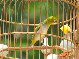 Tiêu chảy phân nát H&N đóng lọ 10ml - Tác dụng tốt ngay sau 4h dùng - Sản phẩm được đánh giá cao trong nhiều năm - Cám chim H&N