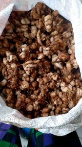 MURAH (1KG) KENCUR/CIKUR CIAMIS CAMPUR MUDA TAPI TETEP WANGI
