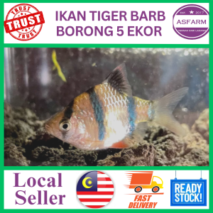Tiger Barb Biasa
