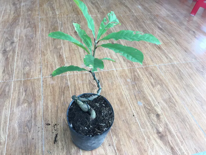 C%C3%A2y%20l%E1%BB%99c%20v%E1%BB%ABng%20bonsai%20mini%20-%20Image%202