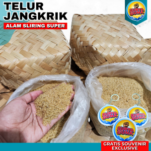 jual telur jangkrik tangerang alam sliring & madu kunyit 1 kg siap tetas kualitas super