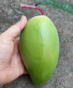 1 Trái xoài giả - Trái cây giả - TUYET XUAN SHOP