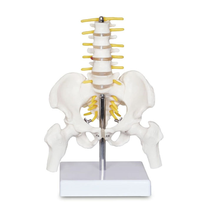 Mini Human Pelvic With Five Lumbar Vertebrae and Femur Spinal Column ...