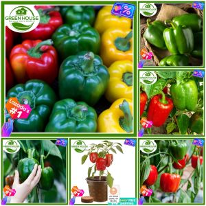 Green House® - Bonsai Bell Pepper Seeds for Planting Vegetable Plants (20 Seed) incl. Instruction Siling Kampana Tamban