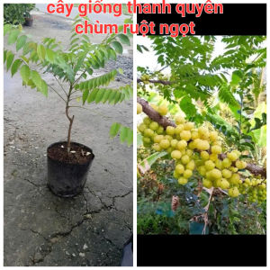 CÂY CHÙM RUỘT NGỌT CÂY GHÉP CHUẨN GIỐNG 100%