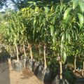 Bisa COD Bibit mangga garifta merah Tinggi 1 Meter Up Batang Besar. 
