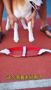 2026 Hot Sale [ Shipped from China ] Dog leash vest-styleharness dog walking leash for Shiba Inu Corgi Teddy Bichon small and medium-sized dogs B3