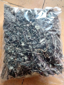 DAUN SAMBILATO KERING