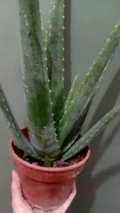 READY STOCK ⚠️Real Live Aloe Vera Plant | Pokok Lidah Buaya