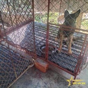 Tấm nhựa lót sàn tấm lót sàn chuồng chó mèo thú cưng kích thước 40cm x 55cm (màu Đen)