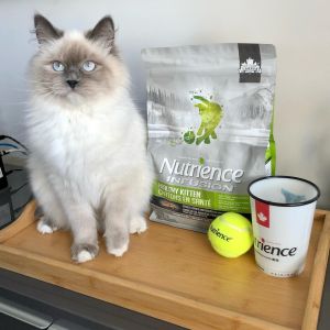 [Nguyên seal 227kg & 5kg] Thức ăn mèo NUTRIENCE INFUSION