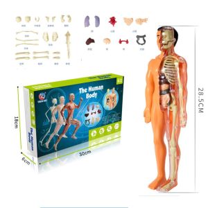 Model Anatomi Badan Manusia 3D Pendidikan Sains Boleh Tanggal Dengan Organ Dan Rangka Lengkap Biological Human Body Structure Skeleton Model Organ Anatomy 3D Medical Detachable Assembly物人体结构骨骼架模型器官脏解剖3D医学可拆卸拼装 A140