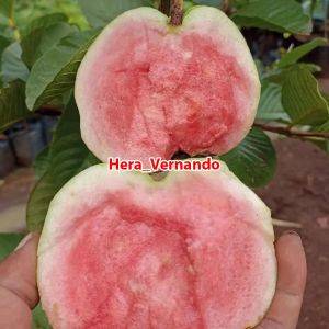 Bibit Jambu Kristal Merah Tanpa Biji Super Okulasi