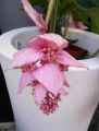 [REAL PLANT] Medinilla Magnifica / Malaysian Orchid. 