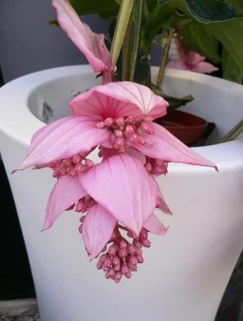 [REAL PLANT] Medinilla Magnifica / Malaysian Orchid