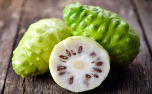 Bibit Pohon Mengkudu - Buah Mengkudu - Tanaman Mengkudu
