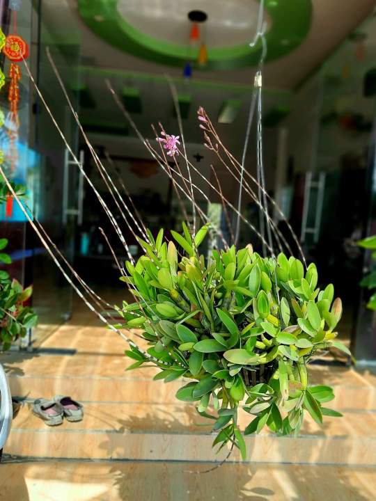 Hoa%20lan%20%E1%BB%91ng%20%C4%91i%E1%BA%BFu%20-%20Image%208